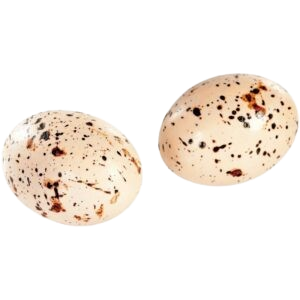 oeuf-paques-chocolat-caramel-lyon-mouette-sans-fond